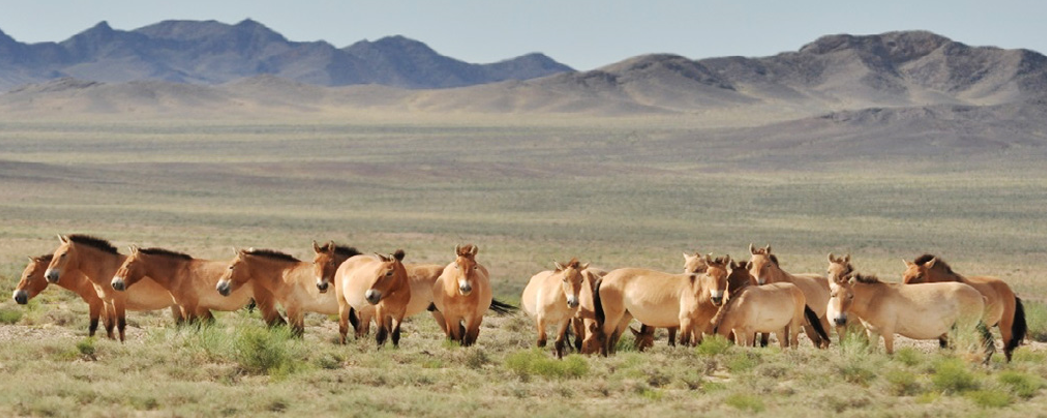 Hustai National Park